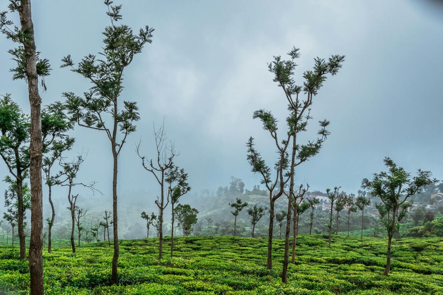 A misty, overcast day across the expansive green tea plantations of Coonoor, highlighted in our list of the 21 best places to visit in south.