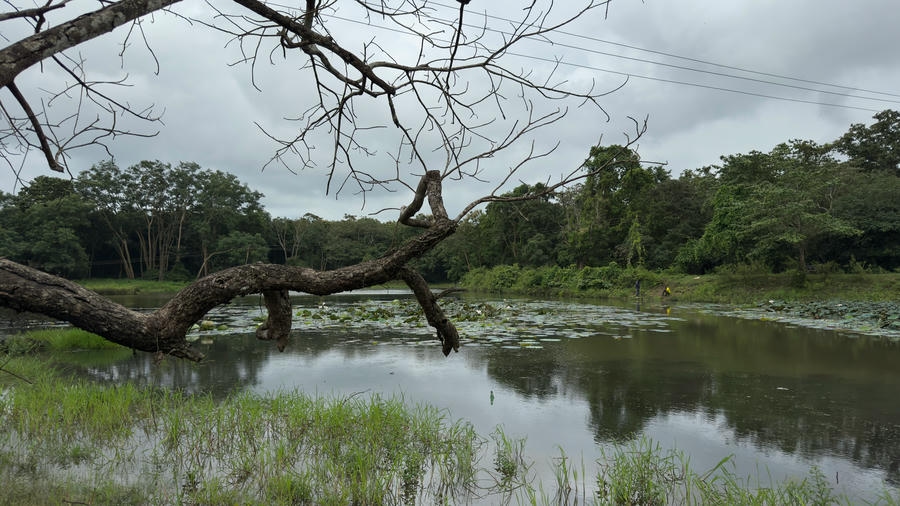 A calm forest river pond filled with water lilies and framed by tree branches in Dandeli, listed as one of the 21 best places to visit in south.