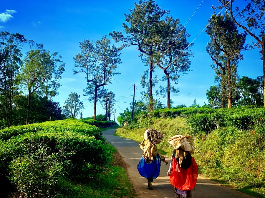 Local workers carrying bundles down a path through lush tea gardens under a clear blue sky, featured in our guide to the 21 best places to visit in south.