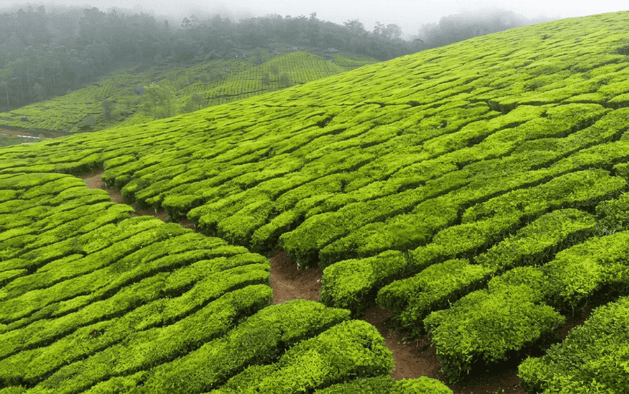 Lush green terraced tea plantations covering rolling hill slopes under misty skies in Munnar, featured as one of the best places to visit in Munnar.