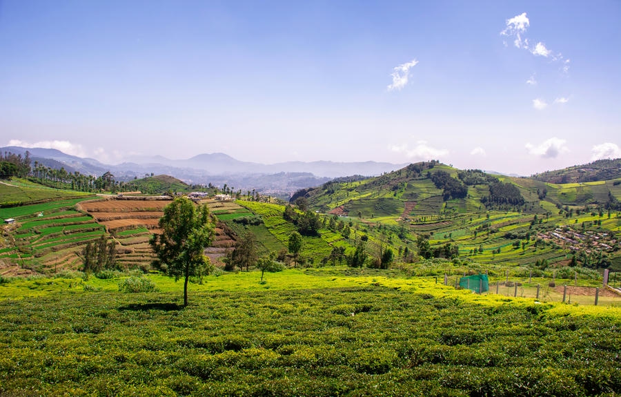 coonoor-tea-gardens-15-best-places-to-visit-in-november-in-india-2026.jpg