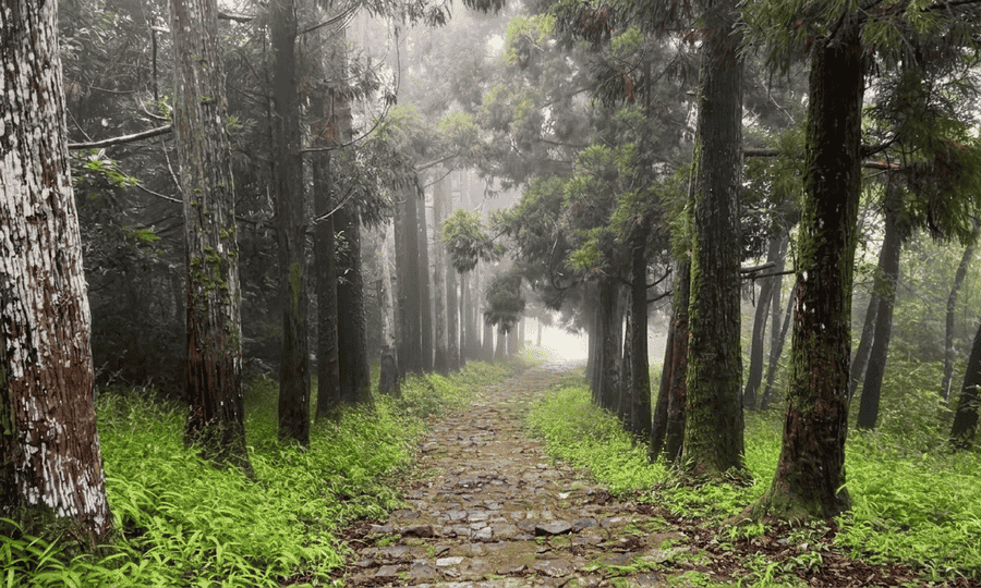 A stone-paved path through the mystical misty pine forests of Longkhum Village, Nagaland, a must-see destination for the 15 best places to visit in November in India 2026.