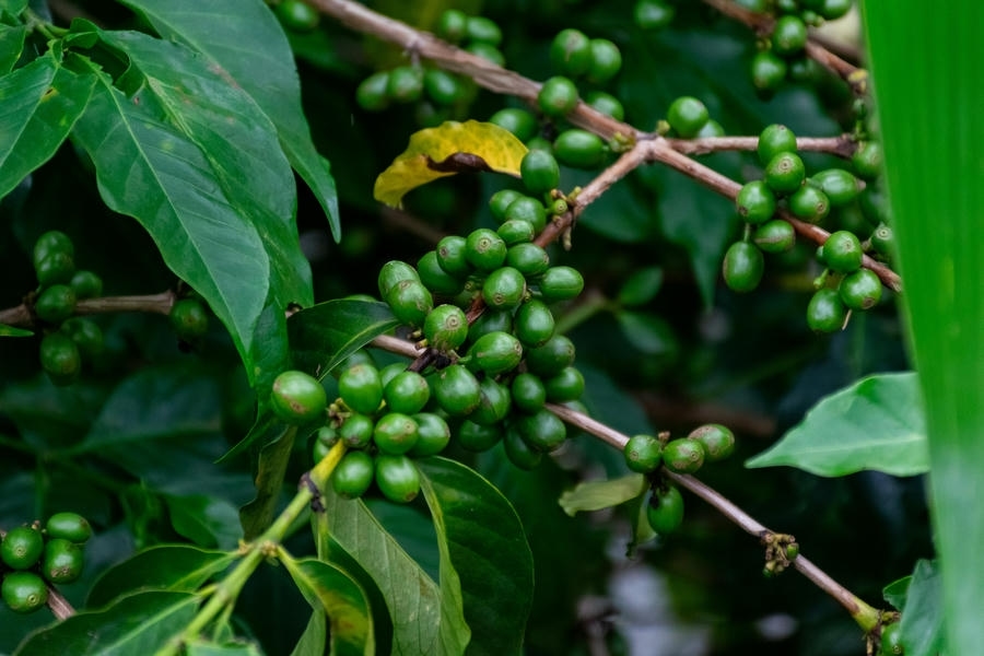 Close-up of green raw coffee beans growing on branches with lush leaves, featured as one of the 23 best places to visit in Coorg in 2026.