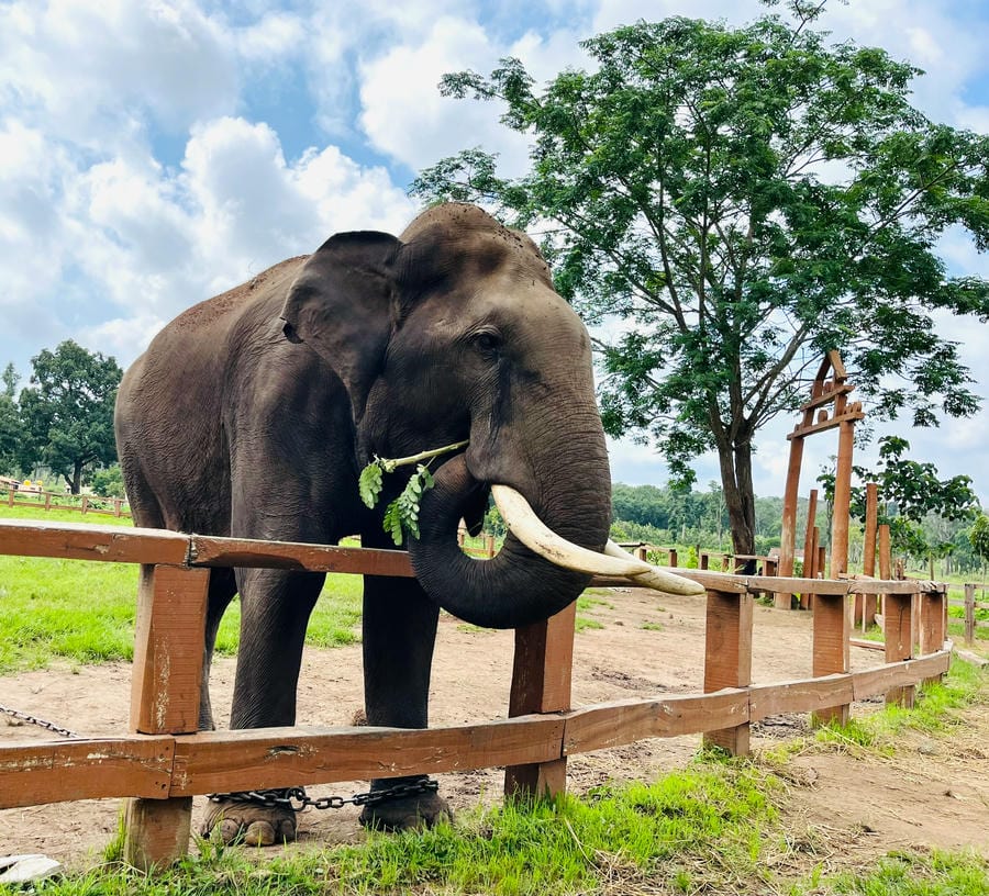 An Asian elephant with large tusks standing behind a wooden fence, featured as one of the 23 best places to visit in Coorg in 2026.
