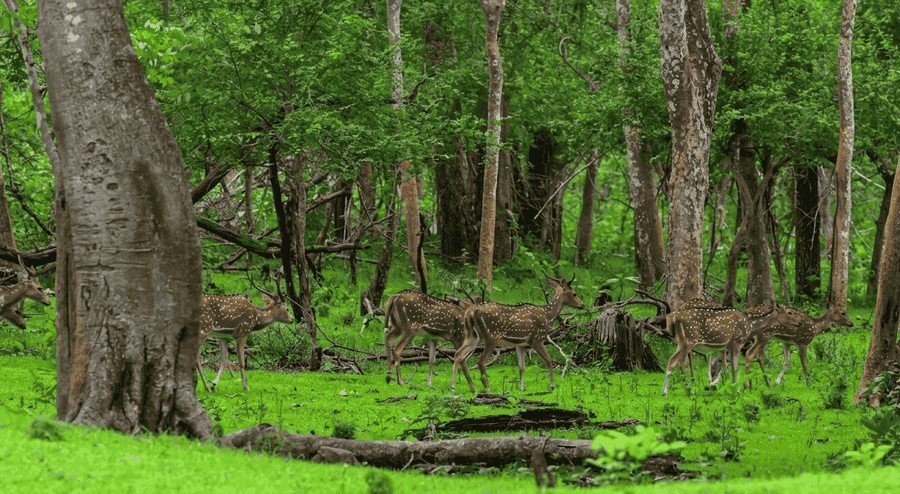 A herd of spotted deer walking through the vibrant green forest of Nagarhole National Park, featured as one of the 23 best places to visit in Coorg in 2026.