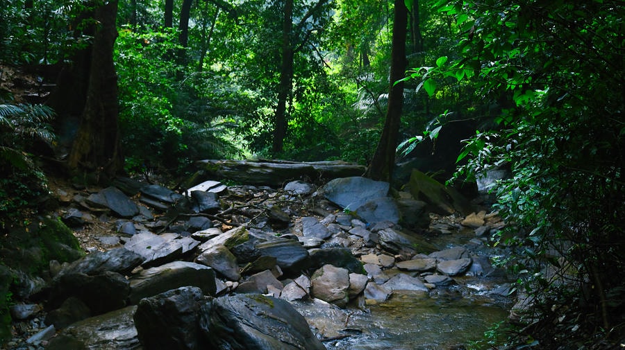 Lush rainforest canopy and rocky stream in Agumbe, one of the best hill stations in South India in rainy season 2026.