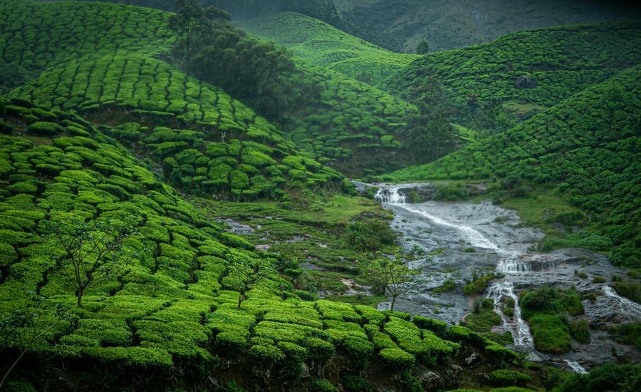 Lush green tea plantations and a flowing stream in Munnar during the rainy season, one of the best hill stations in South India. in August.