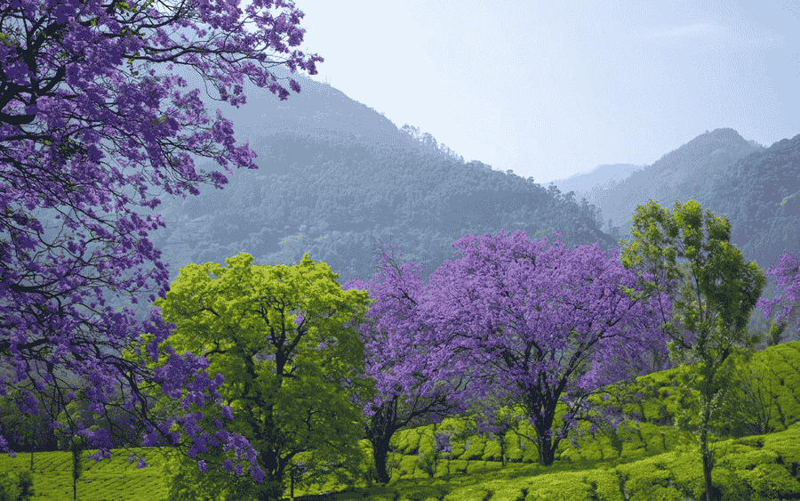 Vibrant purple jacaranda trees blooming across lush green tea plantations at Chinnar Wildlife Sanctuary near Munnar.
