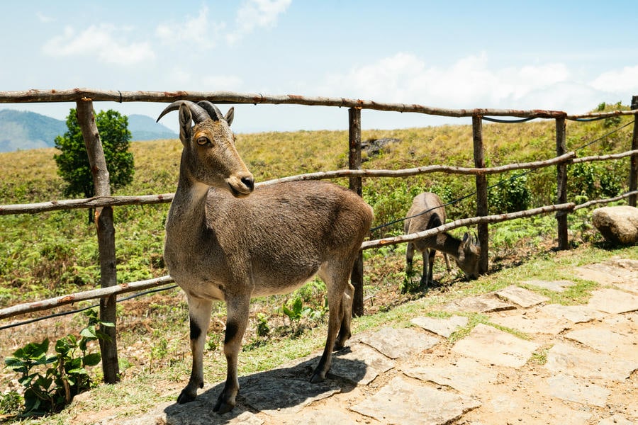An endangered Nilgiri Tahr standing near a wooden fence at Eravikulam National Park in Munnar, Kerala.
