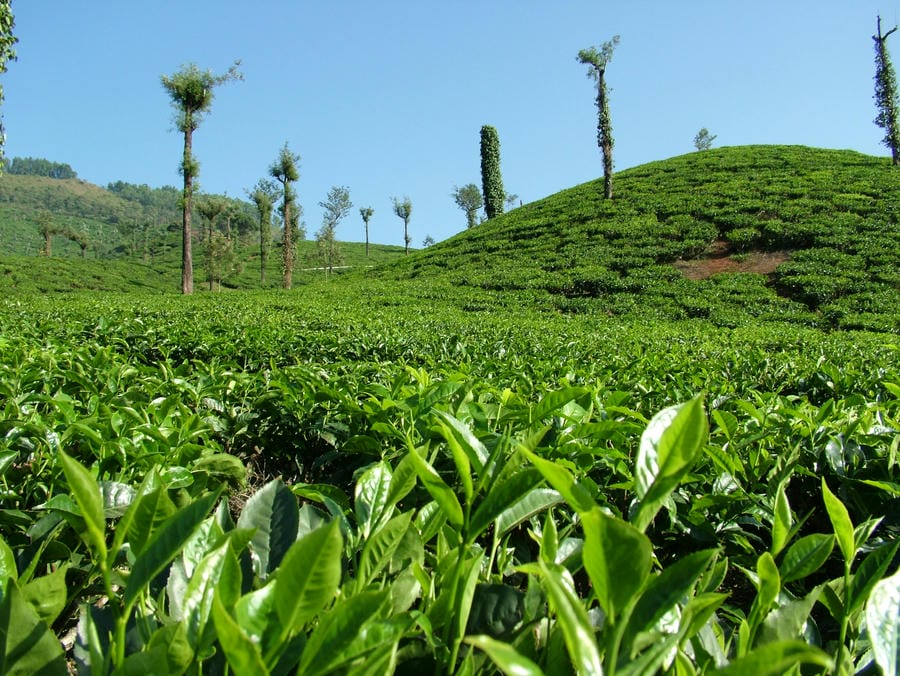 Close-up view of fresh green tea leaves during a guided tea plantation tour and tea tasting experience in Munnar.