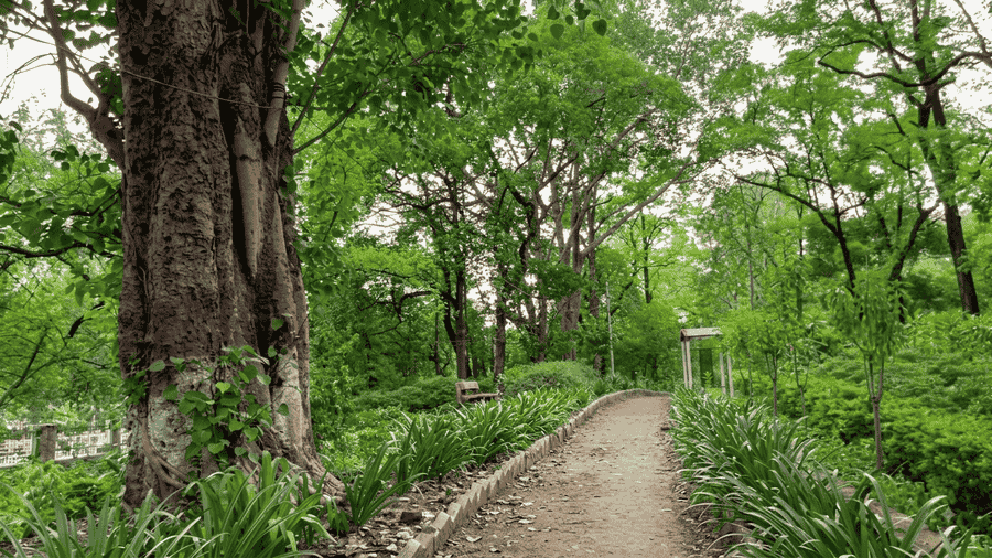 A peaceful walking path lined with lush greenery at the Japanese Garden, a top attraction included in our list of the 11 Best Things to Do in Nagpur.