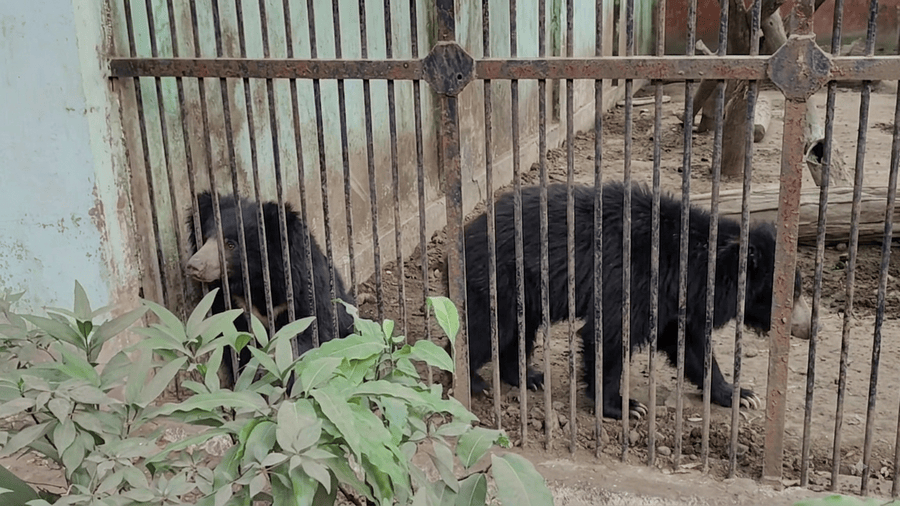 Sloth bears visible through a cage at Maharajbagh Zoo, a highlighted activity from our 11 Best Things to Do in Nagpur guide.