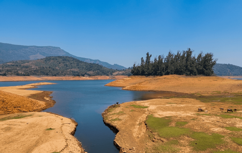 A wide landscape photograph of Avalanche Lake in Ooty, featuring extremely low water levels, extensive exposed orange-brown cracked earth, and a distinctive cluster of tall pine trees on a central peninsula, all part of a complete Ooty Itinerary. A small herd of livestock grazes in the foreground.