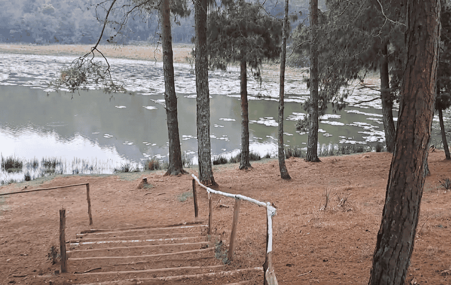 A scenic photograph of Berijam Lake in Kodaikanal, a pristine forest lake with water lilies, surrounded by tall pine trees and accessed by a rustic wooden staircase, recognized as one of the best places to visit in Kodaikanal.