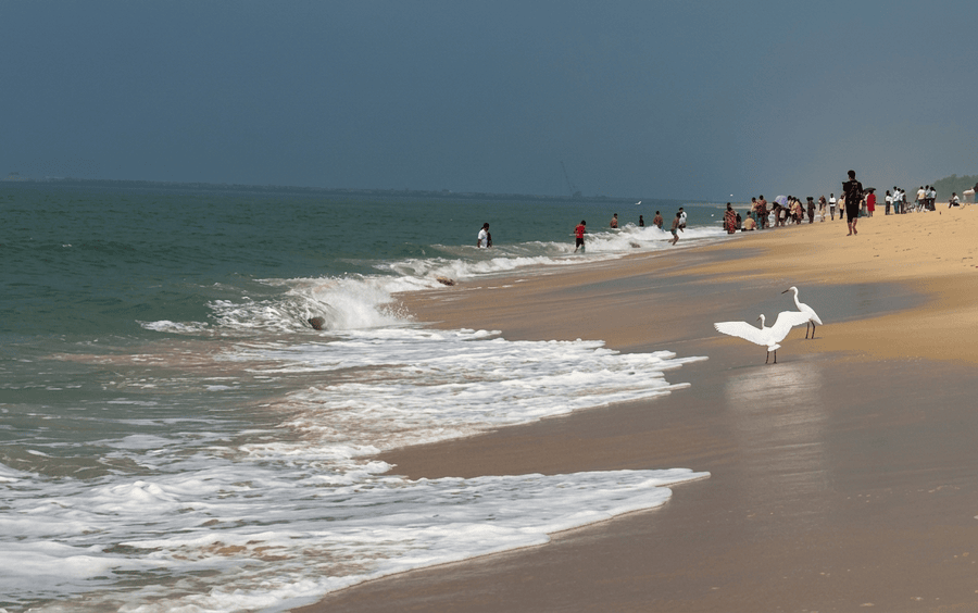 Egrets on the shore of Marari Beach, known as one of the Best Places to Visit in Alleppey, Kerala.