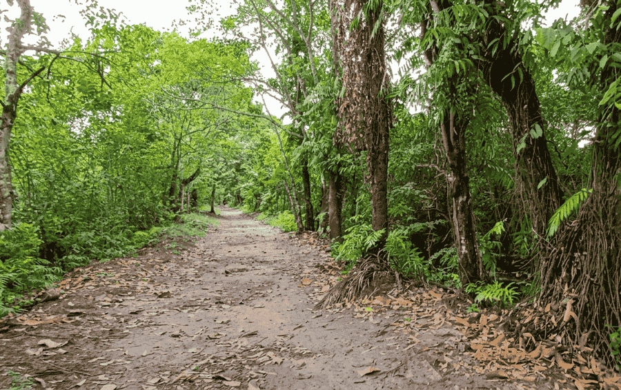 A serene nature trail on Pathiramanal Island, a dense forest habitat within the Kerala backwaters, considered one of the Best Places to Visit in Alleppey for nature and bird lovers.