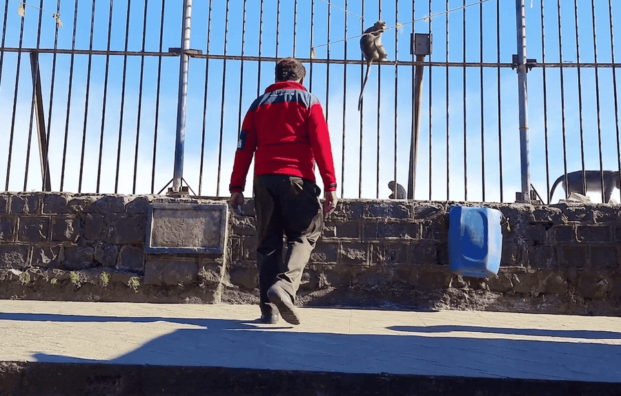 A high-quality, text-free view of a visitor and monkeys at Green Valley View, one of the best places to visit in Kodaikanal.