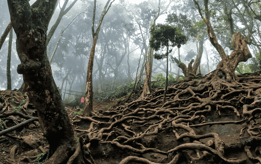 A high-quality, text-free scenic view of the massive tree root formations near Guna Caves, a popular attraction and one of the best places to visit in Kodaikanal.