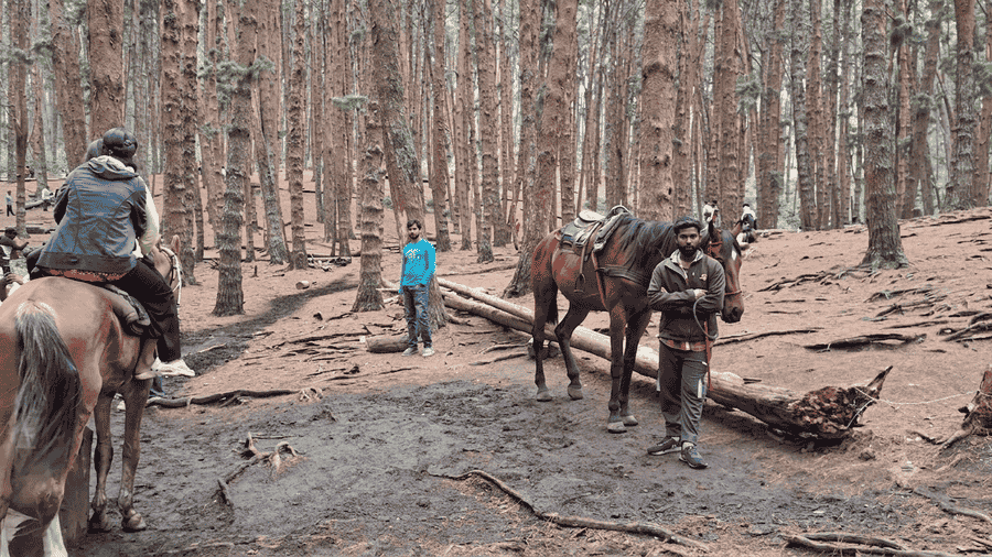 A visitor sits on a horse with several others waiting by their mounts, on a muddy path covered in exposed tree roots in the dense Pine Forest. This is one of the Best Places to Visit in Kodaikanal for nature and horse lovers.