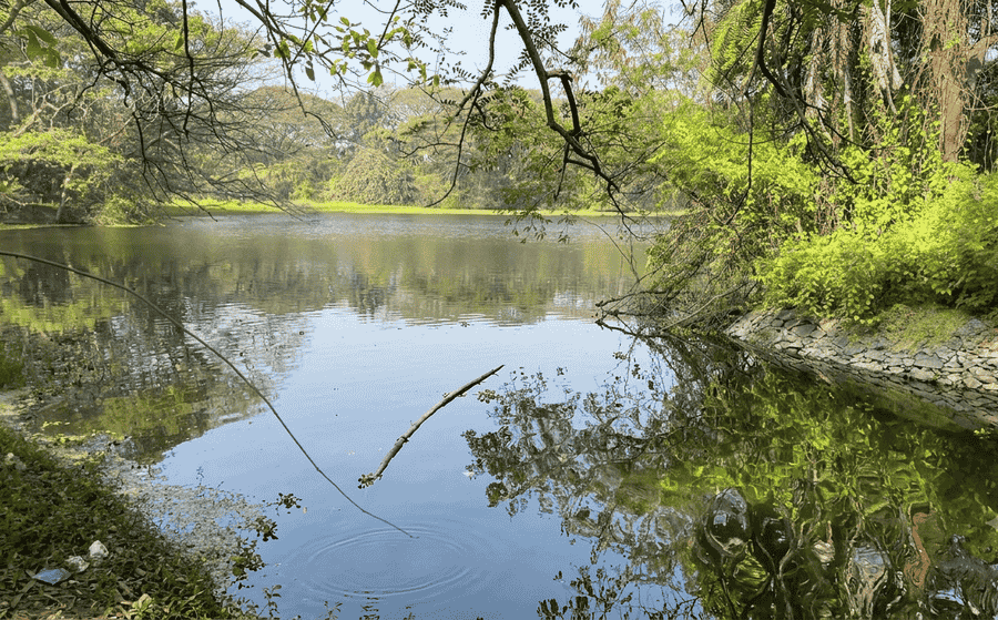 view of the lush greenery and reflective waters of Karanji Lake, featured among the top 19 best places to visit in Mysore.