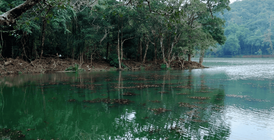 A serene view of Pookode Lake, a must-see destination and one of the Best Places to Visit in Wayanad, showing the calm emerald water, reflections of the dense surrounding forest, and floating aquatic vegetation under a natural canopy.