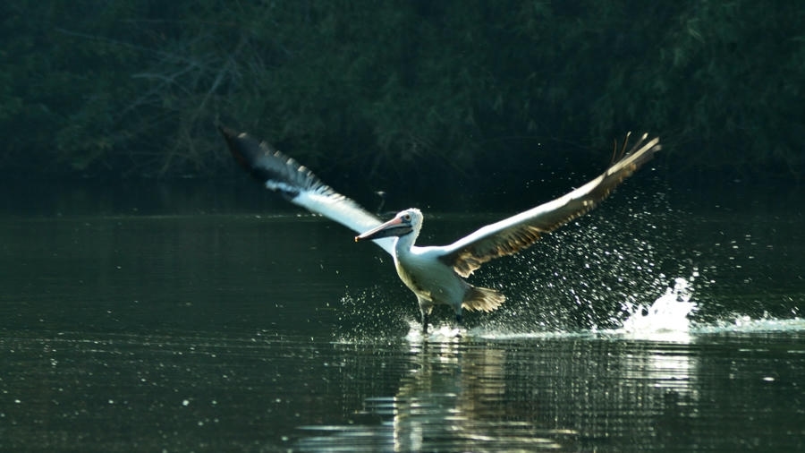 A spot-billed pelican taking off from the water with outstretched wings at Ranganathittu Bird Sanctuary, featured among the top 19 best places to visit in Mysore
