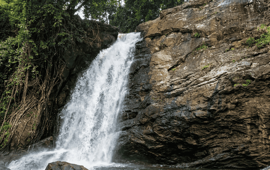 A majestic view of Soochipara Waterfalls, featuring a powerful cascade over textured dark rock surrounded by lush green forests and exposed banyan tree roots. This scenic spot is recognized as one of the best places to visit in Wayanad for nature lovers.