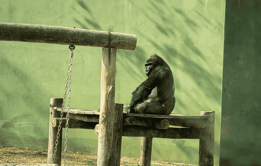 A western lowland gorilla seated on a wooden platform inside its naturalistic enclosure at Sri Chamarajendra Zoological Gardens, a must-see among the 19 best places to visit in Mysore.