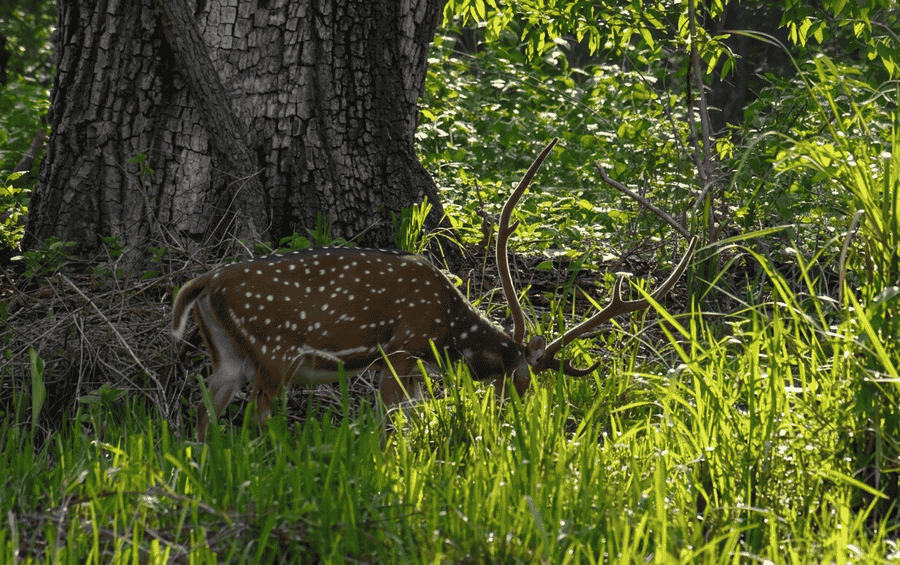 A spotted deer (chital) grazing in Tholpetty Wildlife Sanctuary, which is one of the best places to visit in Wayanad for wildlife sightseeing.