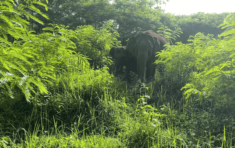 A high-resolution wildlife photograph capturing a wild elephant mother and her calf within the dense, lush green vegetation of Wayanad Wildlife Sanctuary, one of the best places to visit in Wayanad for nature and wildlife enthusiasts.