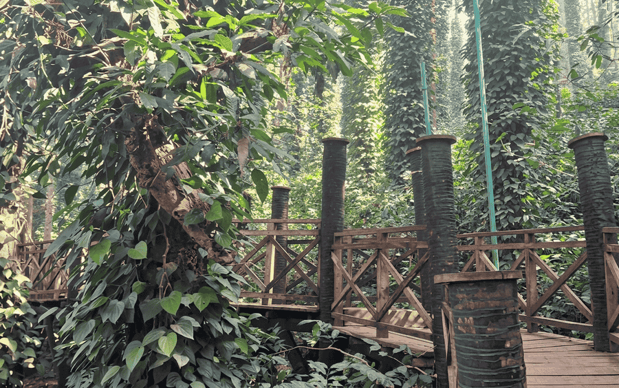 The Sunkarametta Canopy Walk, offering a bird's-eye perspective of the lush Araku Valley hills, a popular point of interest and one of the best places to visit in Araku Valley.