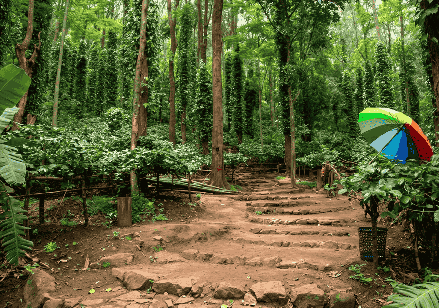 A beautiful view of thriving Araku Coffee Plantations, a highlight among the best places to visit in Araku Valley, complete with a rainbow umbrella.