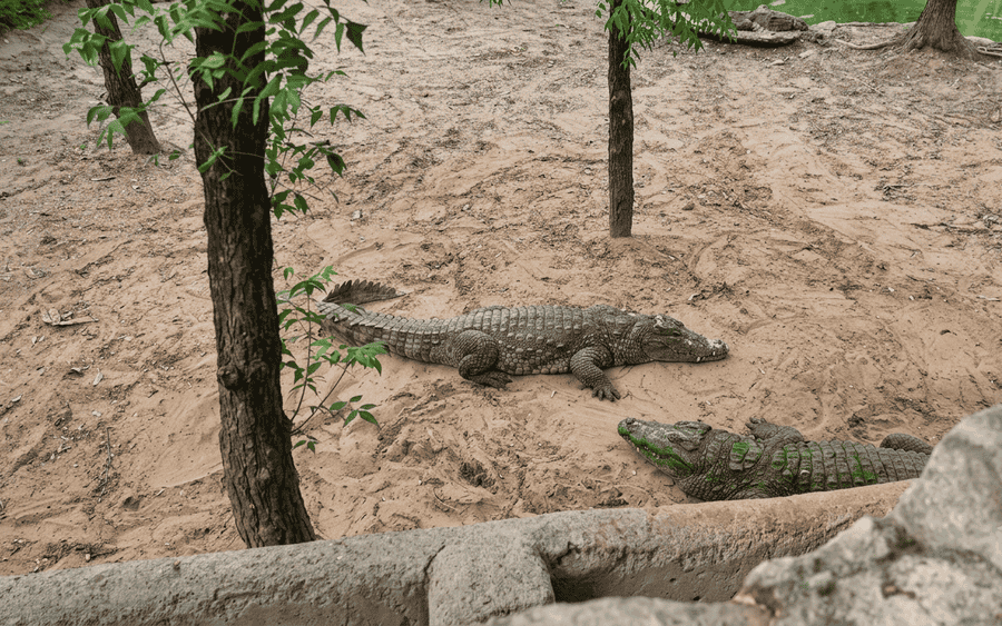 Two large crocodiles resting on a sandy enclosure bed surrounded by trees at the Madras Crocodile Bank Trust, highlighted as one of the best places to visit in Mahabalipuram.