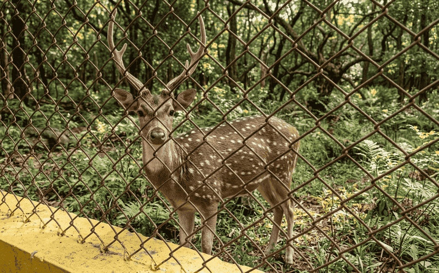 A picture of the popular Deer Park in Yercaud, a must-see location and one of the best places to visit in Yercaud for families.