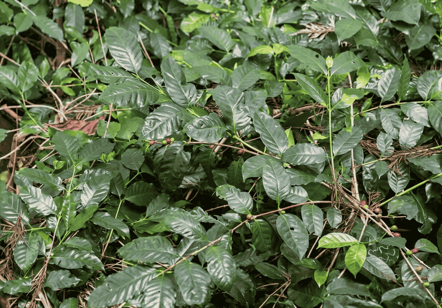 Lush green coffee plantations in Yercaud, one of the best places to visit for scenic views.