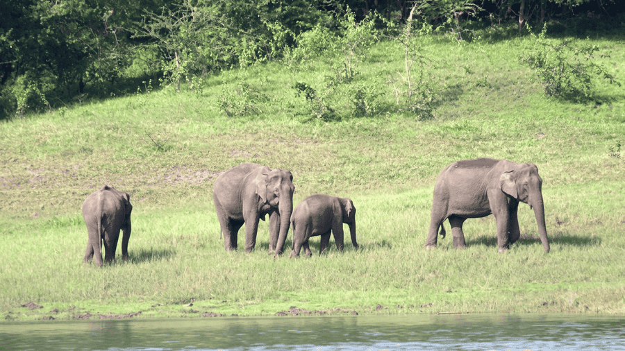 A herd of wild elephants grazing along the grassy banks of Periyar Lake, captured during a boat safari in Periyar Tiger Reserve, one of the best places to visit in Thekkady.