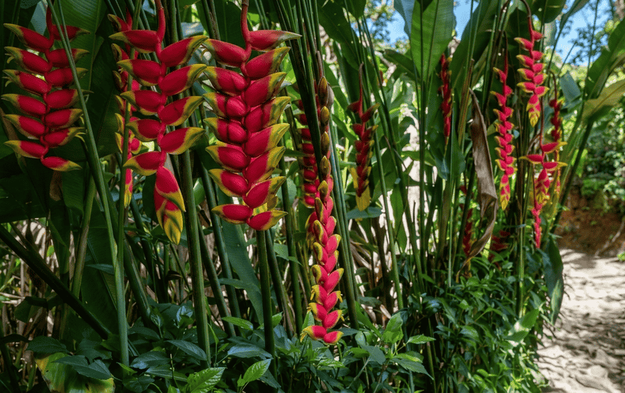 A close-up view of exotic tropical flora inside a lush organic Spice Plantation garden, featured among the best places to visit Thekkady.