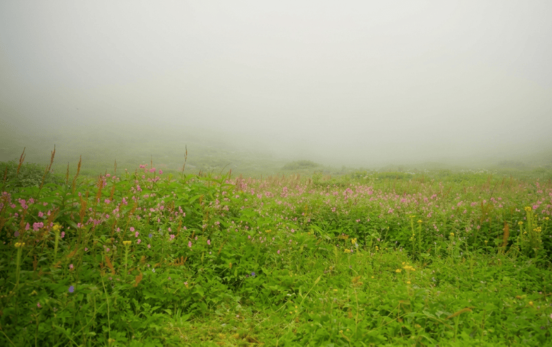 Blooms and alpine wildflowers field in Valley of Flowers - best places to visit Uttarakhand guide