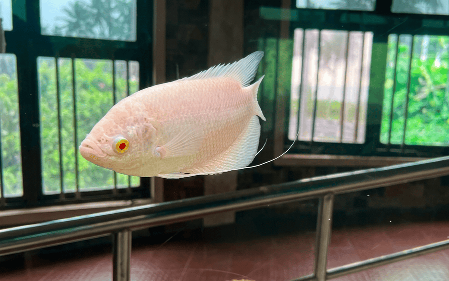 "A unique, large albino giant gourami fish with long feeler fins swims past an aquarium window at the Varkala Aquarium, one of the best places to visit in Varkala."